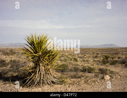 Yucca-Kaktus in der nördlichen Spitze von der Chihuahua-Wüste, in der Nähe von Marathon, Texas, mit Iron Mountain im Hintergrund. Stockfoto