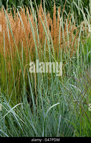 Meer Lyme Grass oder Lyme Grass, Leymus Arenarius, Poaceae. Eingeborener nach Atlantik, Mittel- und Nordeuropa und den kältesten Ufern. Stockfoto