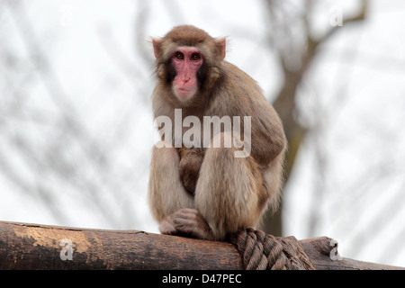 Einen japanischen Makaken blickt nachdenklich, sitzen auf einem Baumstamm Stockfoto