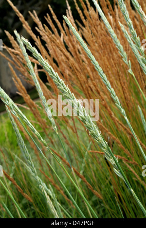 Meer Lyme Grass oder Lyme Grass, Leymus Arenarius, Poaceae. Eingeborener nach Atlantik, Mittel- und Nordeuropa und den kältesten Ufern. Stockfoto