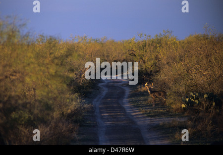 Whitetail Buck Wildwechsel (Odocoileus Virginianus) einen Feldweg in den späten Abend Stockfoto