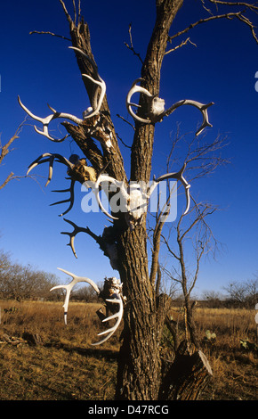 Weißwedelhirsch (Odocoileus Virginianus) Hirschgeweih und Schädel an einen Baum genagelt Stockfoto
