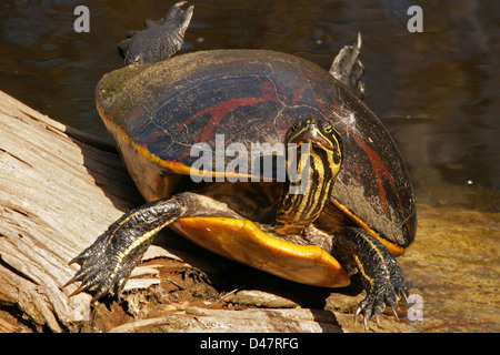 SCHILDKRÖTE SONNEN Stockfoto