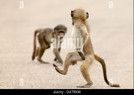 Chacma Pavian oder Cape Pavian (Papio Ursinus) Kinder tanzen und spielen auf der Straße Stockfoto