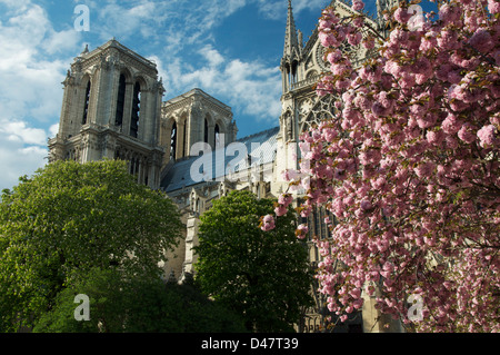 Französische gotische Kathedrale Notre-Dame von der Square du Jean XXIII betrachtet. Es ist Frühling und die Bäume fallen in rosa Blüte. Paris, Frankreich. Stockfoto