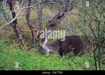 Whitetail Buck Rotwild (Odocoileus Virginianus) reiben sein Geweih während der Brunft Herbst Stockfoto