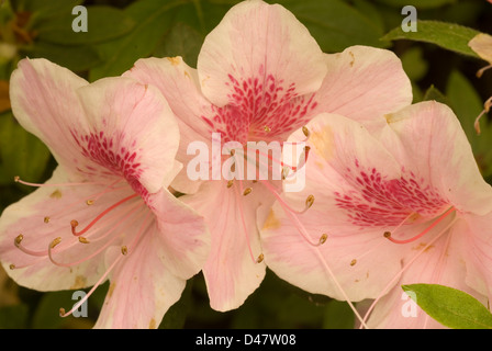 Rhododendron Indicum "Lago Screziata", Azalea Indica, Ericaceae Stockfoto