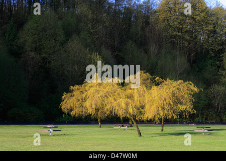 Picknick-Tische neben großen Bäumen auf einer Wiese. Stockfoto