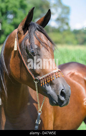 Bucht Pferd Kopf Schuss Portrait, ein arabischer Hengst mit traditionellen dekorativen Steinen Halfter. Stockfoto