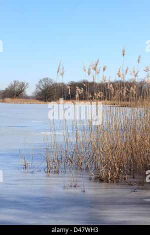 Zugefrorenen See in den Auen der Elbe in Sachsen-Anhalt / Deutschland, im Spätwinter Stockfoto