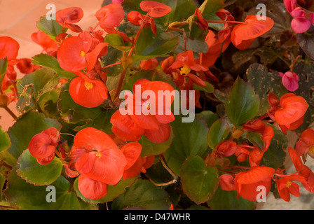 Begonia Semperflorens, Begoniaceae Stockfoto