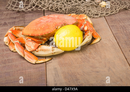 Eine Dungeness Krabbe bereit, mit Zitrone gekocht werden Stockfoto