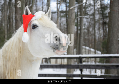 Weißes Pferd tragen Santa Weihnachtsmütze, Schuss in den Kopf hautnah in der Sonne, Wald Hintergrund. Stockfoto