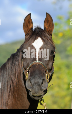 Ein Kopfschuss, eine Seitenansicht einer unterbrochen, dunkelbraun, arabischen mit einem weißen Stern und Ohren Alert, einen natürlichen Hintergrund ein blauer Himmel und ein grüner Baum. Stockfoto