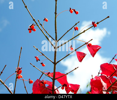 Lebhafte rote Beeren und Blätter der brennende Dornbusch vor blauem Himmel. Stockfoto