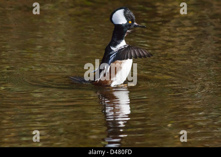 Männliche Hooded Prototyp mit Flügeln schlägt und aufrecht stehend auf dem Wasser in einem Teich Stockfoto