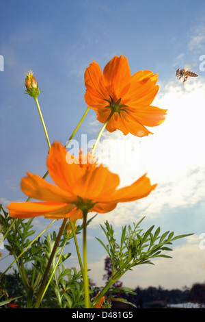 Breite Makro die Biene Landung auf gelbe Blume im sonnigen Tag. Stockfoto