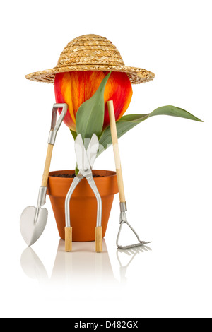 Tulpe mit Strohhut und Gartenwerkzeuge Stockfoto