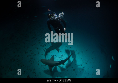 Hai und Taucher in dunklen Gewässern Stockfoto