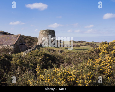 Reste der verfallenen alten Windmühle mit gelb blühende Stechginster (Ulex Europaeus) im ländlichen Landschaft des Nordens Anglesey im Frühjahr Stockfoto