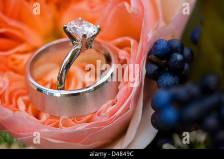 Ein paar Trauringe, die im Bild gesetzt auf eine rosa Rose. Stockfoto