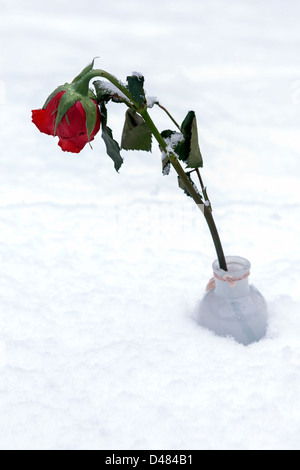 eine rote rose im Schnee Stockfoto