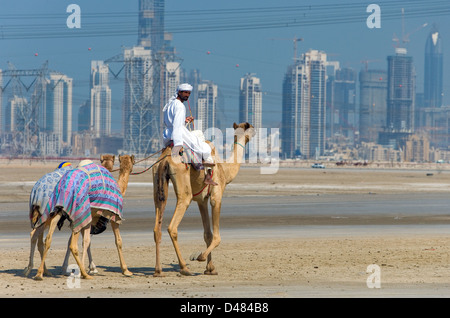 Dubai, Kamelrennen in der Ausbildung in den Außenbezirken der Stadt Stockfoto