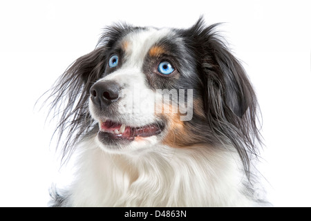Miniatur australian Shepherd auf weißem Hintergrund. Stockfoto