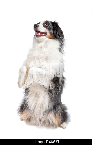 Miniatur australian Shepherd auf weißem Hintergrund. Stockfoto