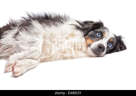 Miniatur australian Shepherd auf weißem Hintergrund. Stockfoto