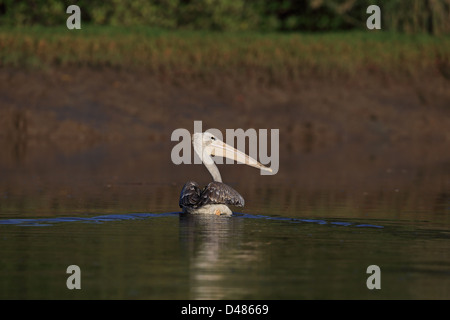 Rosa-backed Pelikan (Pelecanus saniert) Stockfoto