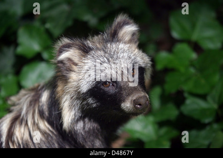 Marderhund (Nyctereutes Procyonoides) hautnah. Stockfoto