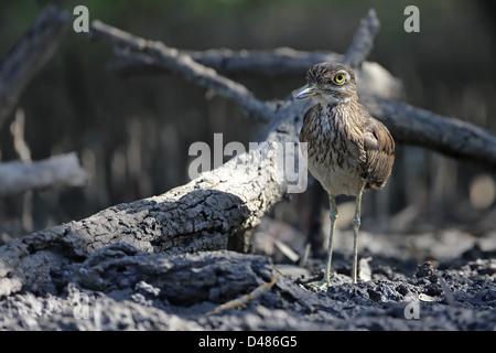 Senegal Thick-knee (Burhinus Senegalensis) Stockfoto