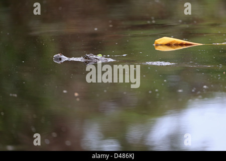 Westafrikanischen Krokodil (Crocodilus Niloticus) Stockfoto