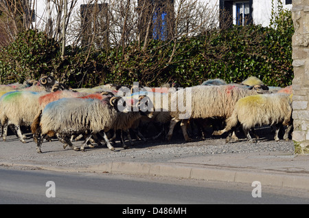 Raue Fell Schafe gehütet wird. Main Street, Shap, Cumbria, England, Vereinigtes Königreich, Europa. Stockfoto