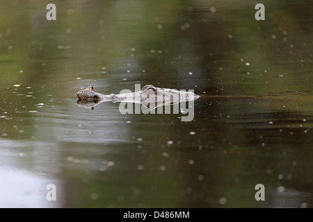 Westafrikanischen Krokodil (Crocodilus Niloticus) Stockfoto