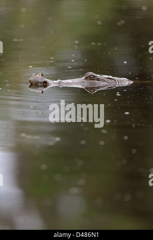 Westafrikanischen Krokodil (Crocodilus Niloticus) Stockfoto