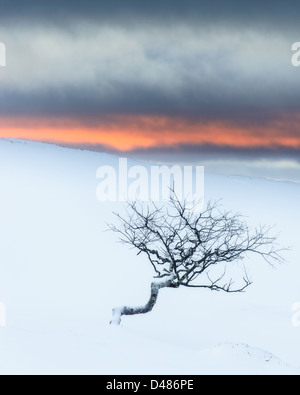 Twisted Baum im Winter Landschaft. Dalarna, Schweden. Stockfoto