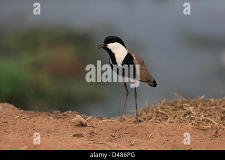 Sporn-winged Kiebitz (Vanellus Spinosus) Stockfoto