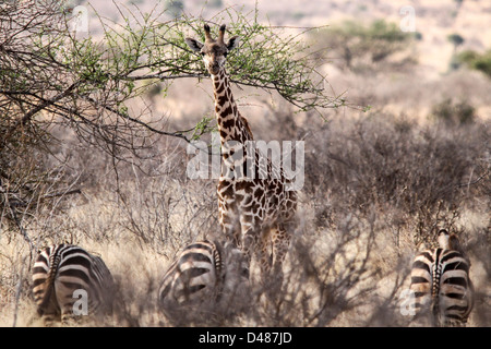 Tsavo, Kenia Stockfoto