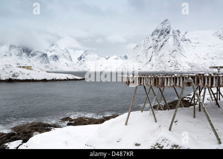 Kabeljau-Racks stehen neben Reinefjord am Hamnoya Fischerdorf auf den Lofoten, Norwegen. Stockfoto