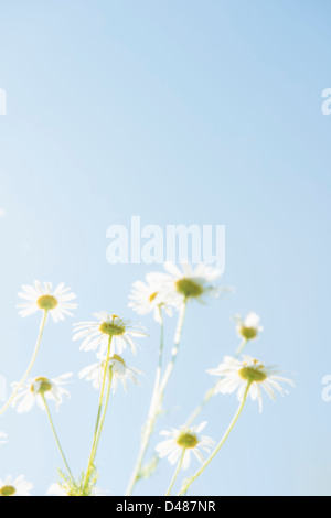 Blick von unten auf Gänseblümchen und klarer blauen Himmel Stockfoto