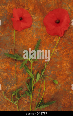 Nahaufnahme von oben von zwei offenen Blüten der gemeinsamen Mohn oder Papaver Rhoeas liegend mit Blätter und Knospen auf rostigen Blatt Stockfoto