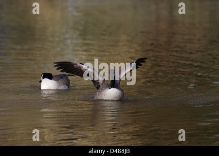 Kanadagans (Branta Canadensis) Stockfoto