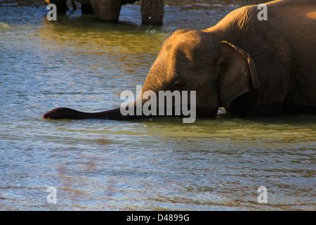 Elefanten Baden bei Sonnenuntergang in Yala Nationalpark in Sri Lanka Stockfoto