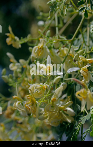 Blumen von Drumstick Tree, Moringa Oleifera Sy M. Pterygosperma F Moringacea Stockfoto