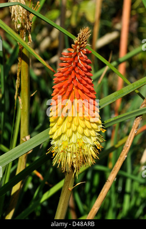 Rote heiße poker Stockfoto