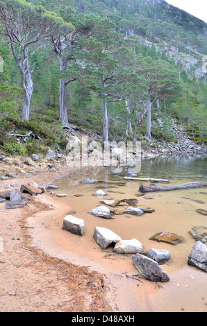 Ein man Uaine - Glenmore Forest Aviemore, Highlands, Schottland, UK Stockfoto