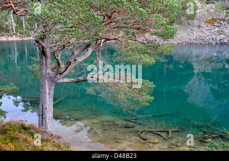 Ein man Uaine - Glenmore Forest Aviemore, Highlands, Schottland, UK Stockfoto