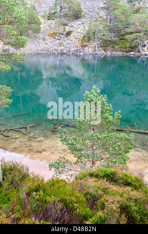 Ein man Uaine - Glenmore Forest Aviemore, Highlands, Schottland, UK Stockfoto